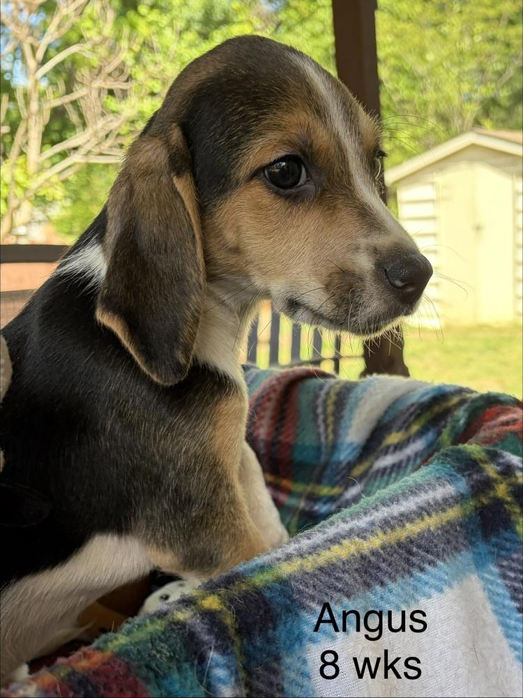 Enlarge Angus, a Adoptable mixed breed in Louisa, VA image 1/6