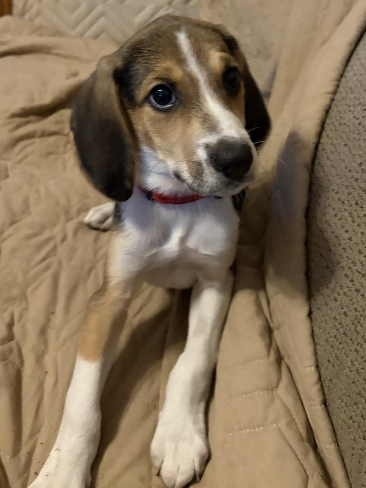 Enlarge Angus, a Adoptable mixed breed in Louisa, VA image 2/6