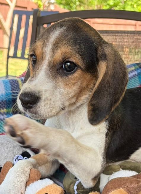 Enlarge Angus, a Adoptable mixed breed in Louisa, VA image 3/6