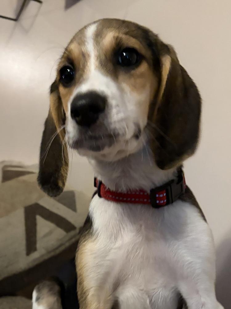 Enlarge Angus, a Adoptable mixed breed in Louisa, VA image 4/6