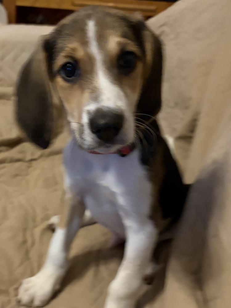 Enlarge Angus, a Adoptable mixed breed in Louisa, VA image 5/6