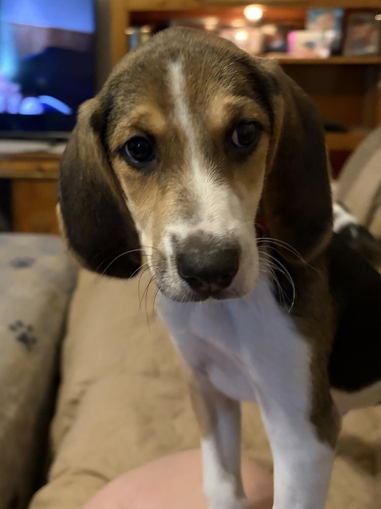 Enlarge Angus, a Adoptable mixed breed in Louisa, VA image 6/6