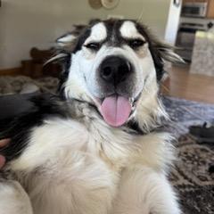 Balto, a Adoptable mixed breed in Alma, WI image 2/5