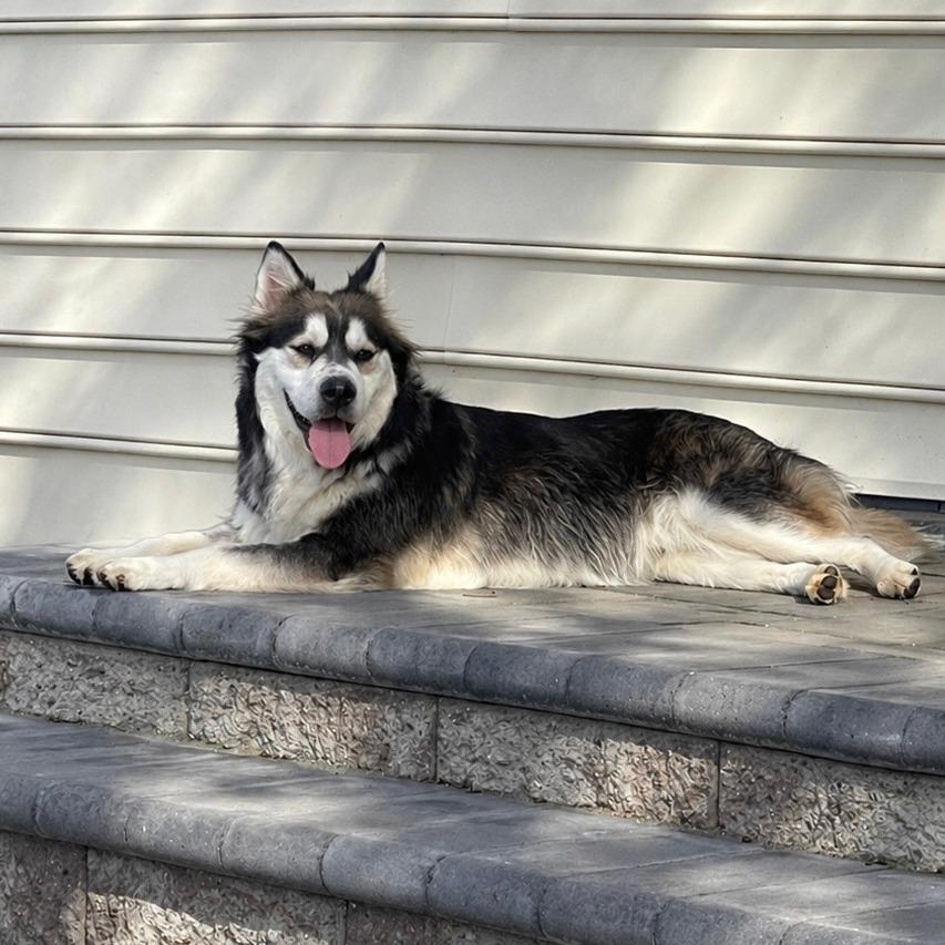 Balto, a Adoptable mixed breed in Alma, WI image 3/5