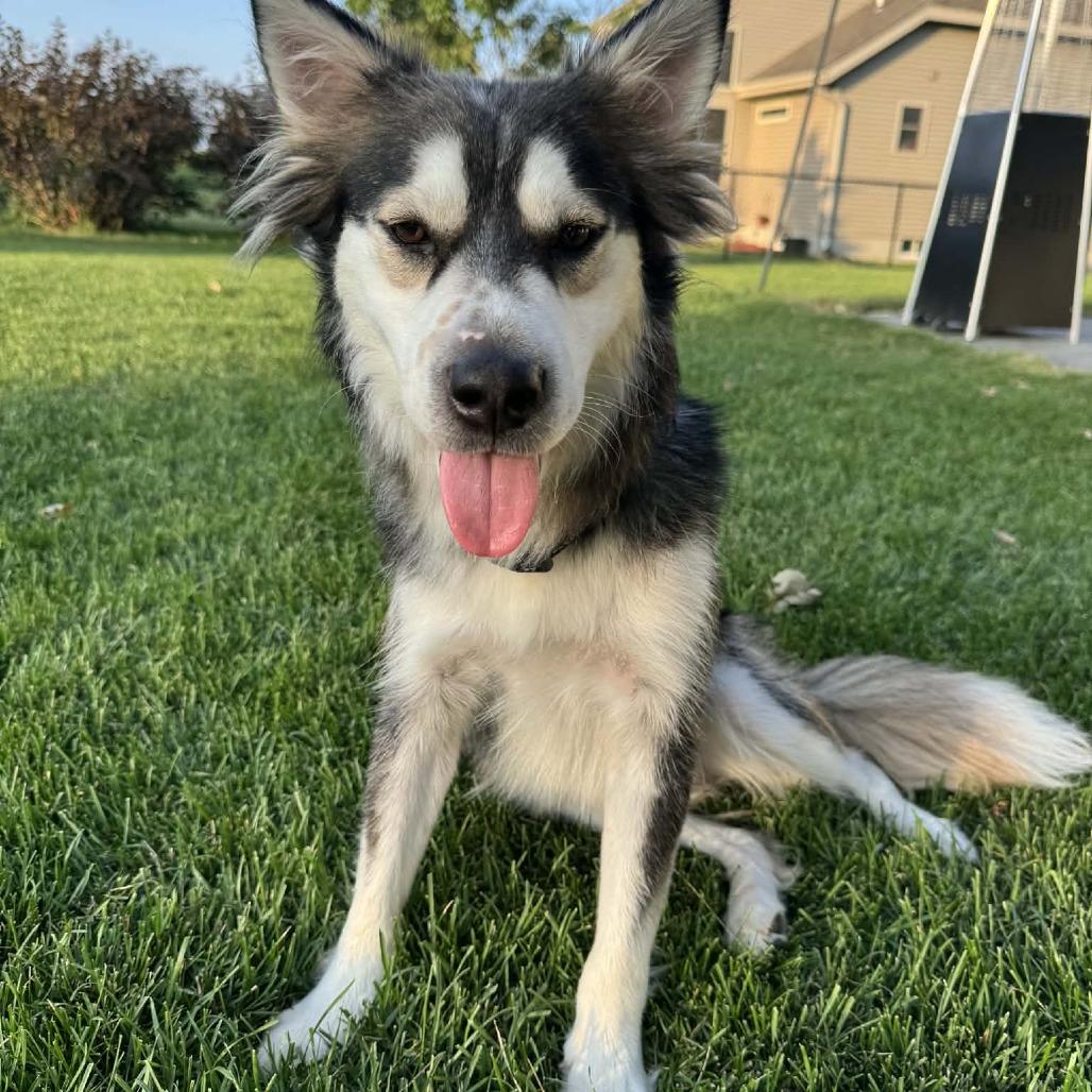 Balto, a Adoptable mixed breed in Alma, WI image 4/6