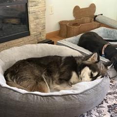 Balto, a Adoptable mixed breed in Alma, WI image 4/5