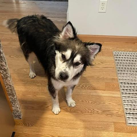Balto, a Adoptable mixed breed in Alma, WI image 5/5
