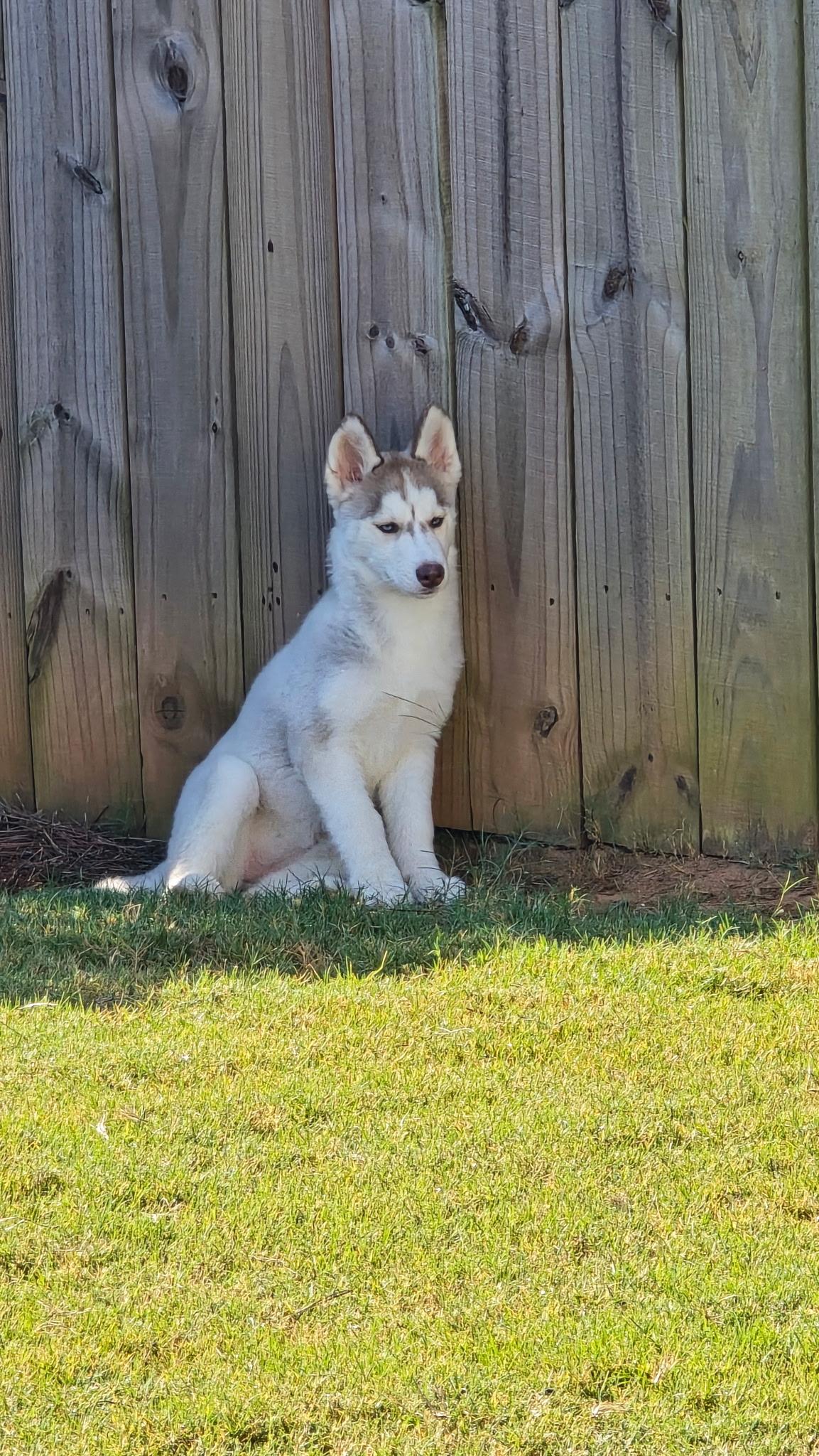 Zoey, a Adopted Siberian Husky in Jasper, GA image 6/6
