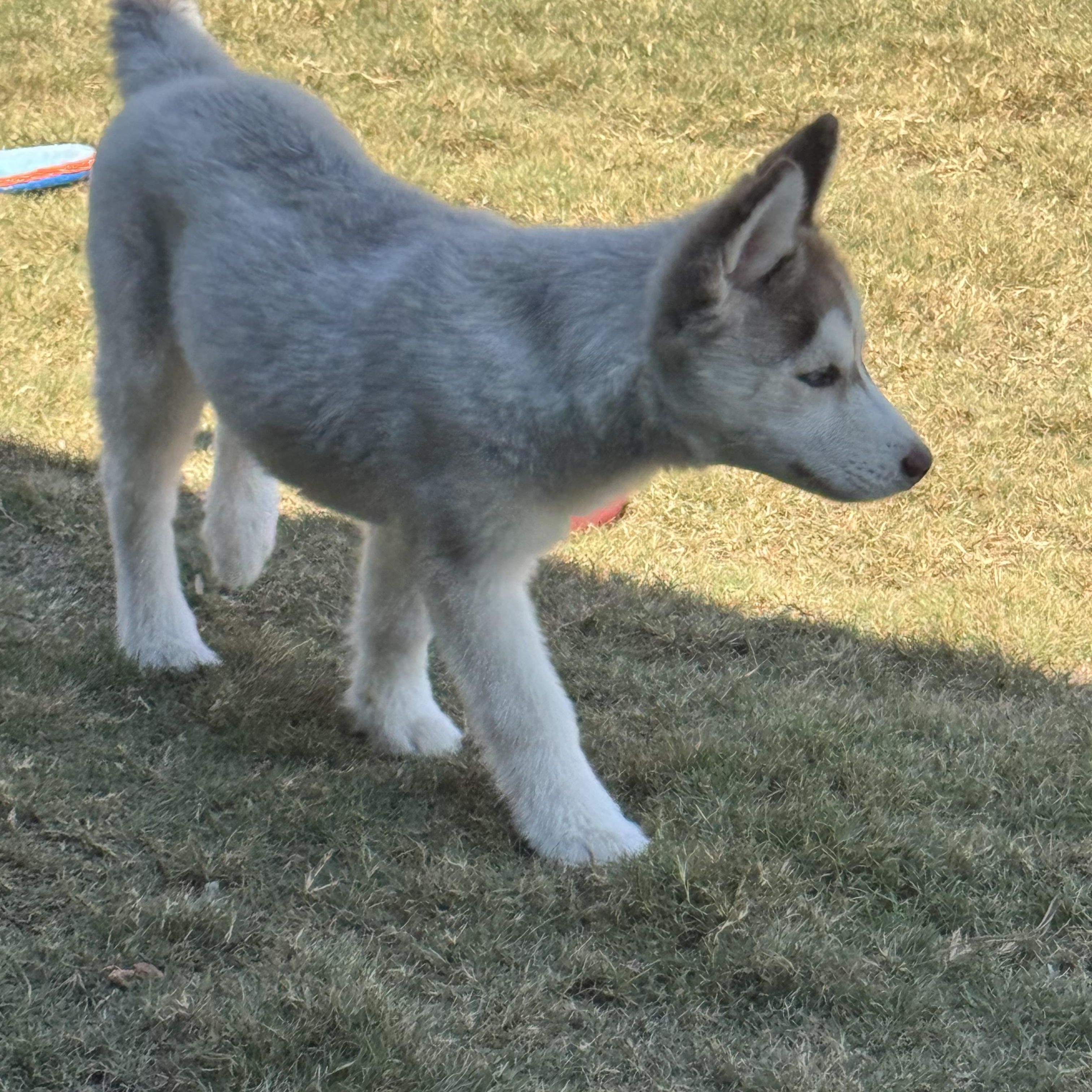 Zoey, a Adopted Siberian Husky in Jasper, GA image 4/6