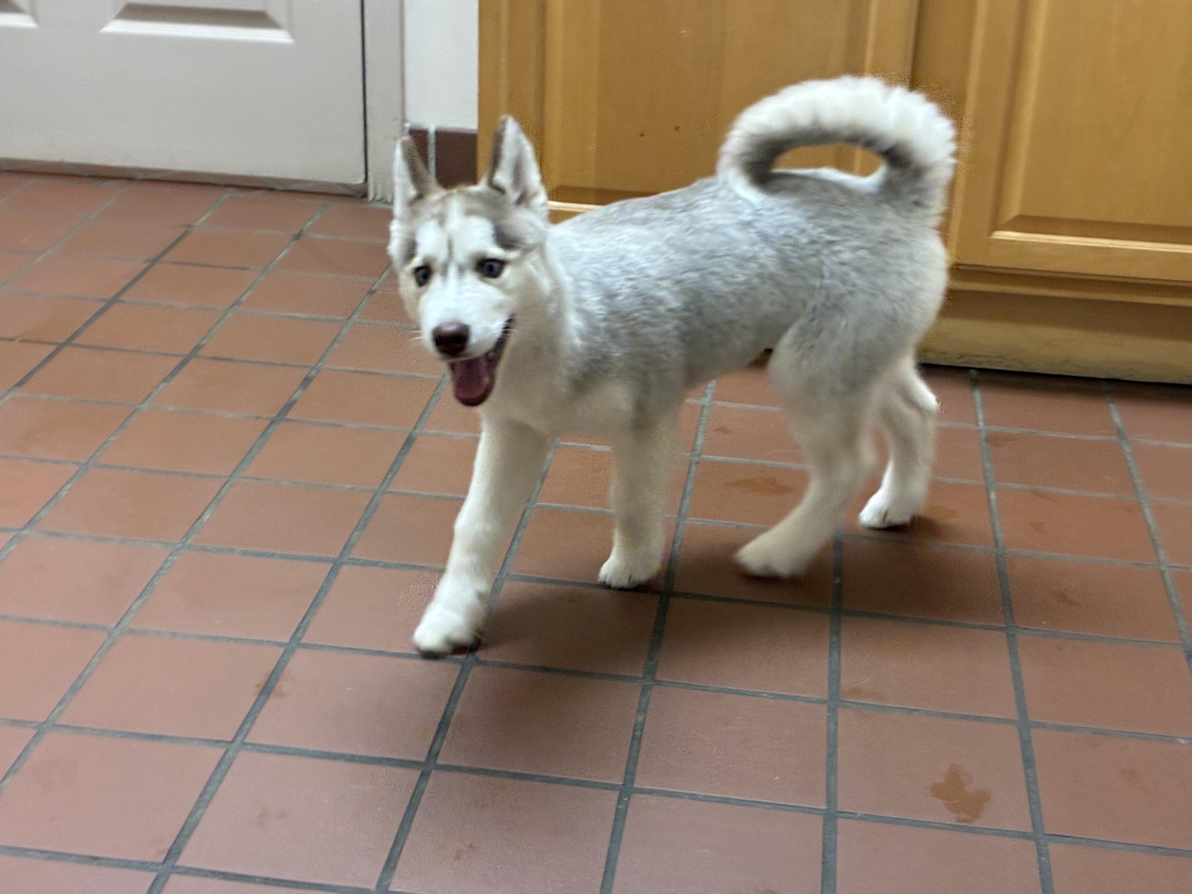 Zoey, a Adopted Siberian Husky in Jasper, GA image 1/6