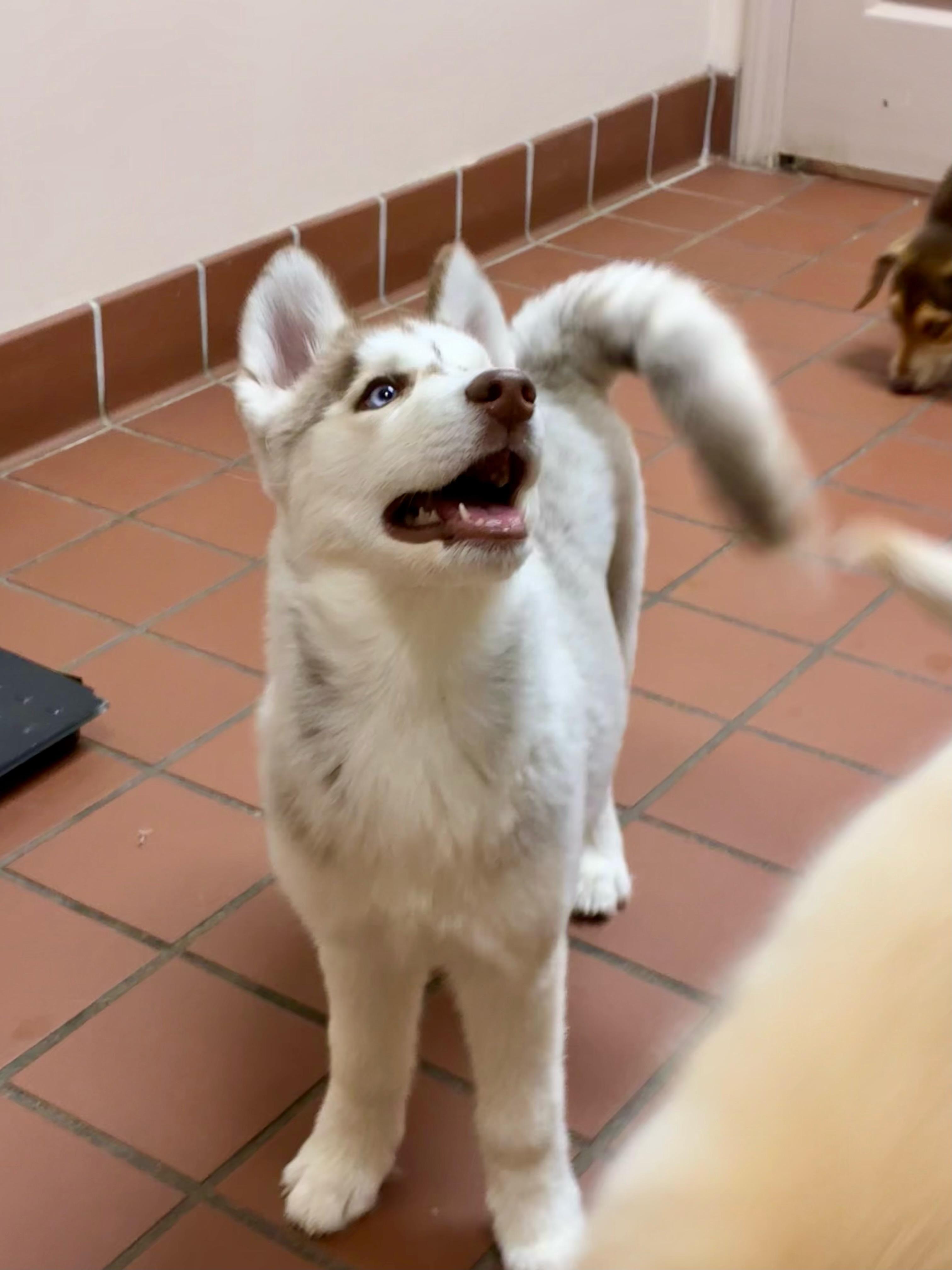Zoey, a Adopted Siberian Husky in Jasper, GA image 5/6