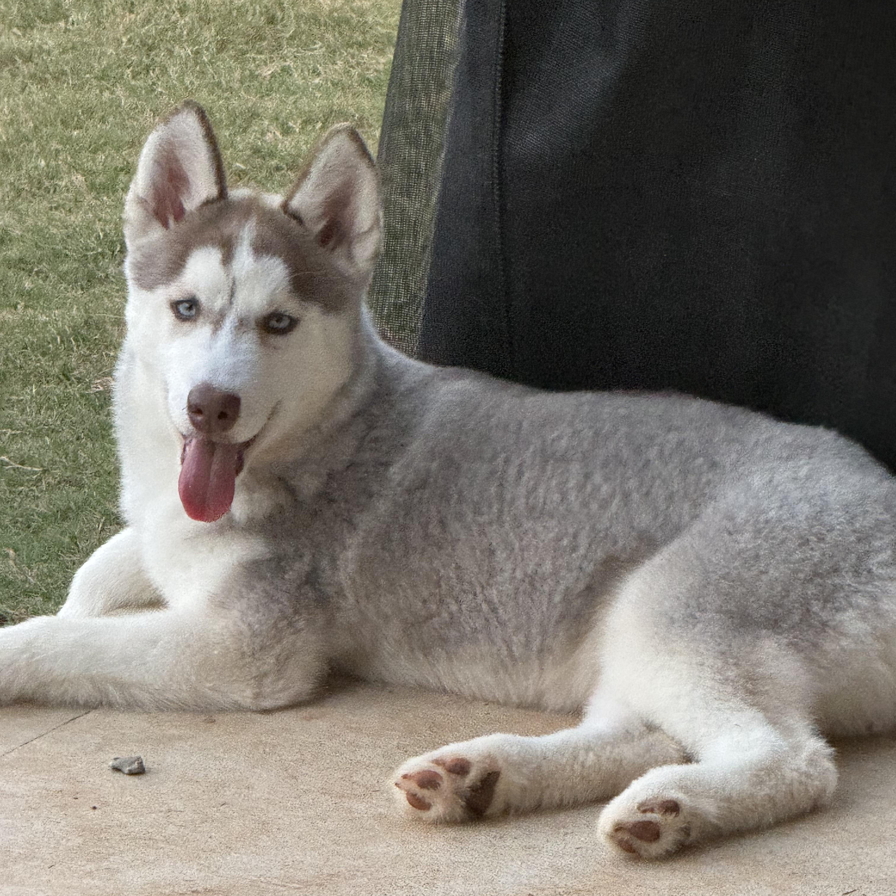 Zoey, a Adopted Siberian Husky in Jasper, GA image 2/6