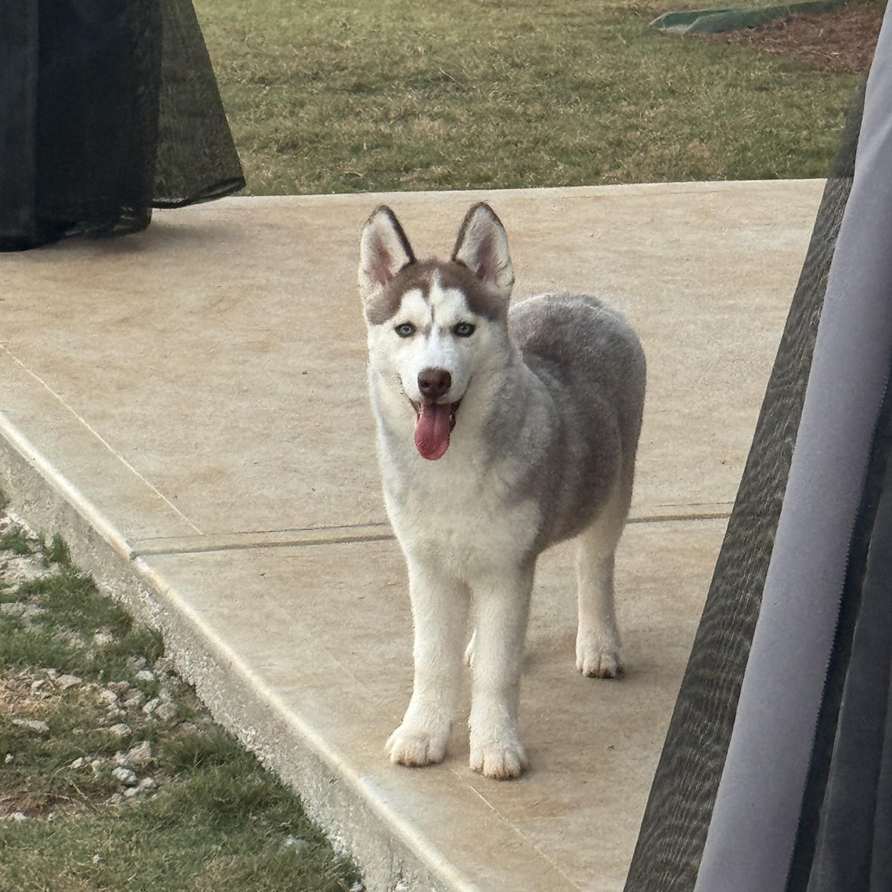Zoey, a Adopted Siberian Husky in Jasper, GA image 3/6