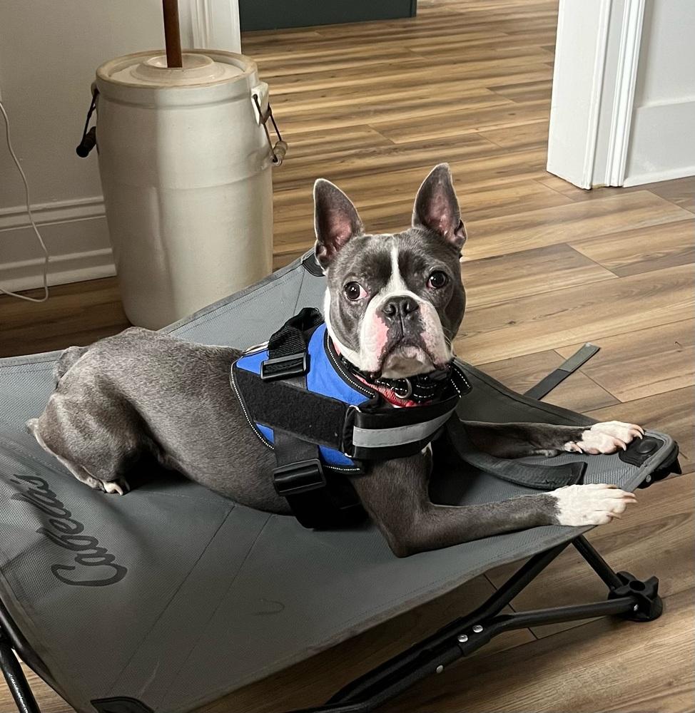 Baloo Bear - 3719ky, a Adopted Boston Terrier in Maryville, TN image 1/3