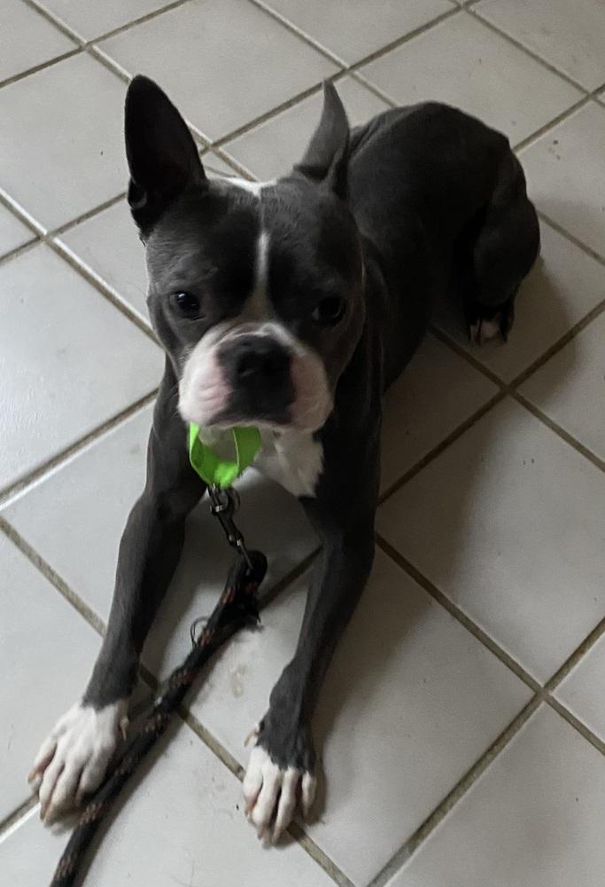 Baloo Bear - 3719ky, a Adopted Boston Terrier in Maryville, TN image 2/3