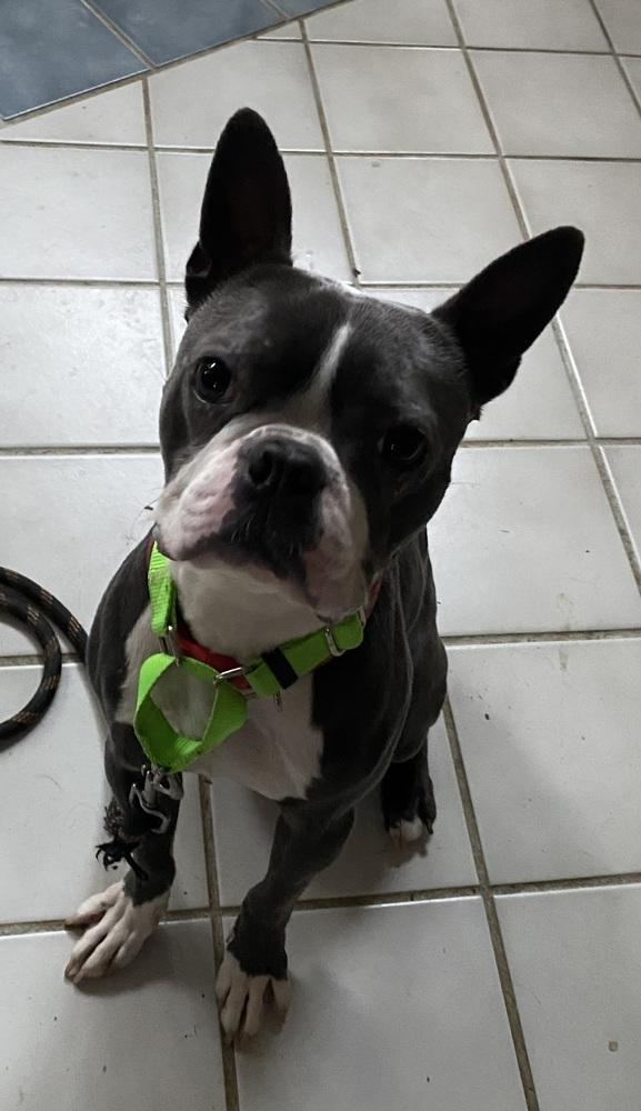 Baloo Bear - 3719ky, a Adopted Boston Terrier in Maryville, TN image 3/3