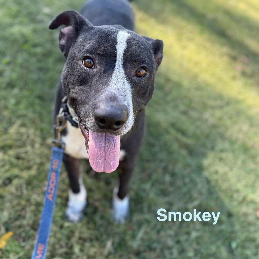 Smokey, a Adoptable mixed breed in Caryville, TN image 2/6