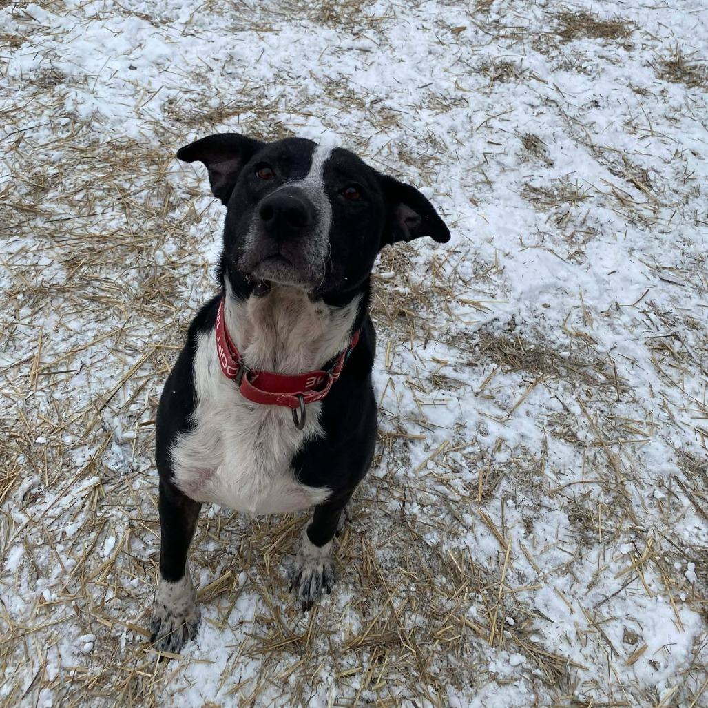 Smokey, a Adoptable mixed breed in Caryville, TN image 6/6