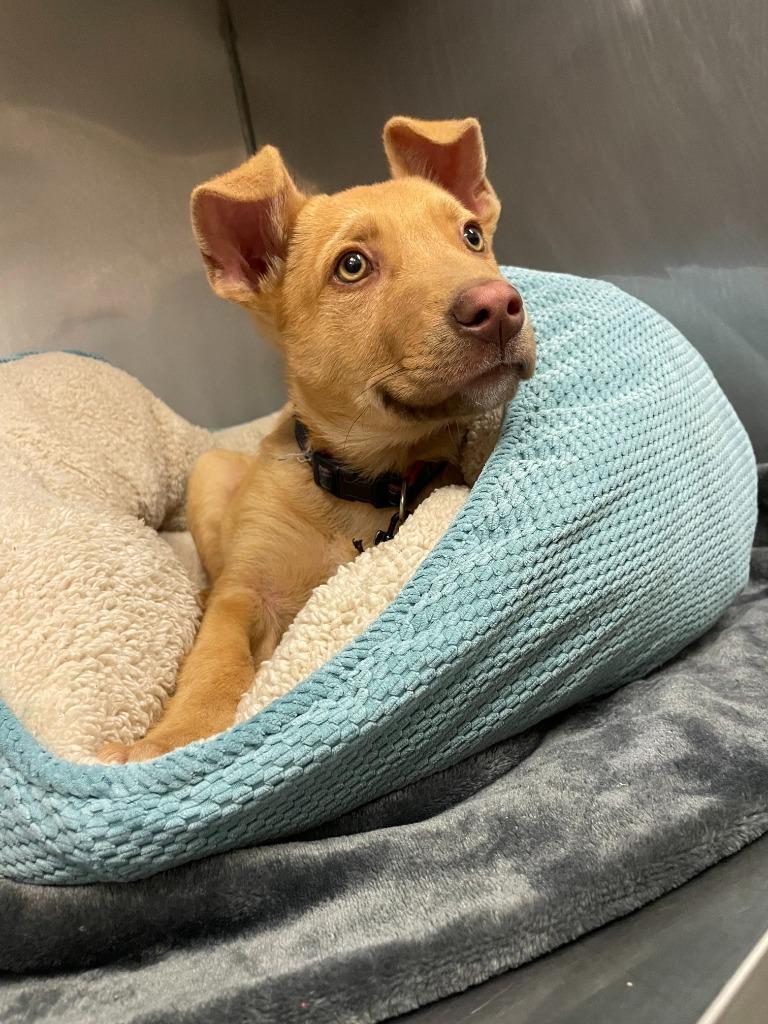 Enlarge Aurora, a Adoptable Labrador Retriever in Little Elm, TX image 1/2