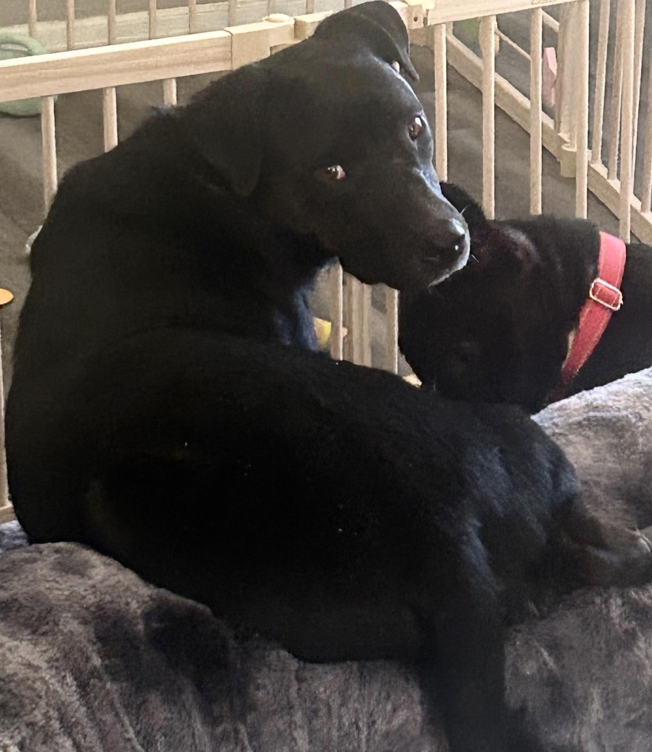 Teddy, Young Male Black Labrador Retriever