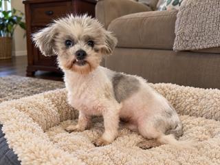 Enlarge Timmy, a Adoptable Shih poo in Orlando, FL image 1/1