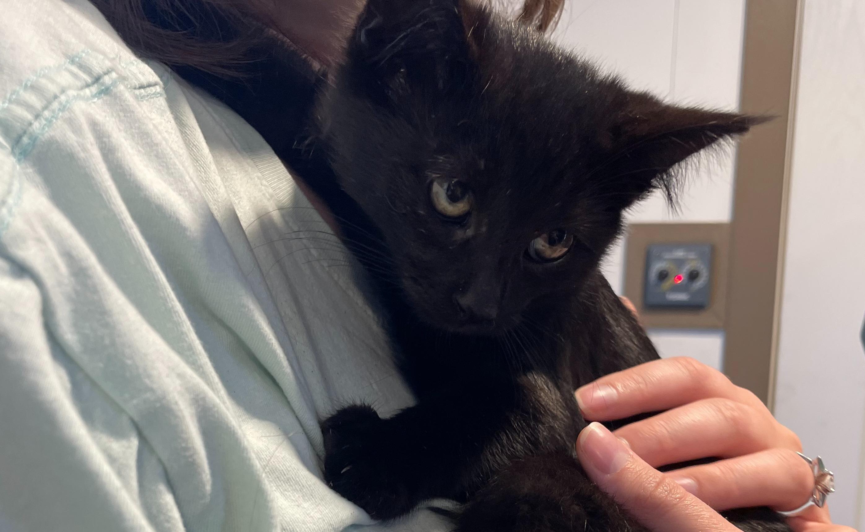 B.C. #1, adopted, Young Female Domestic Short Hair.