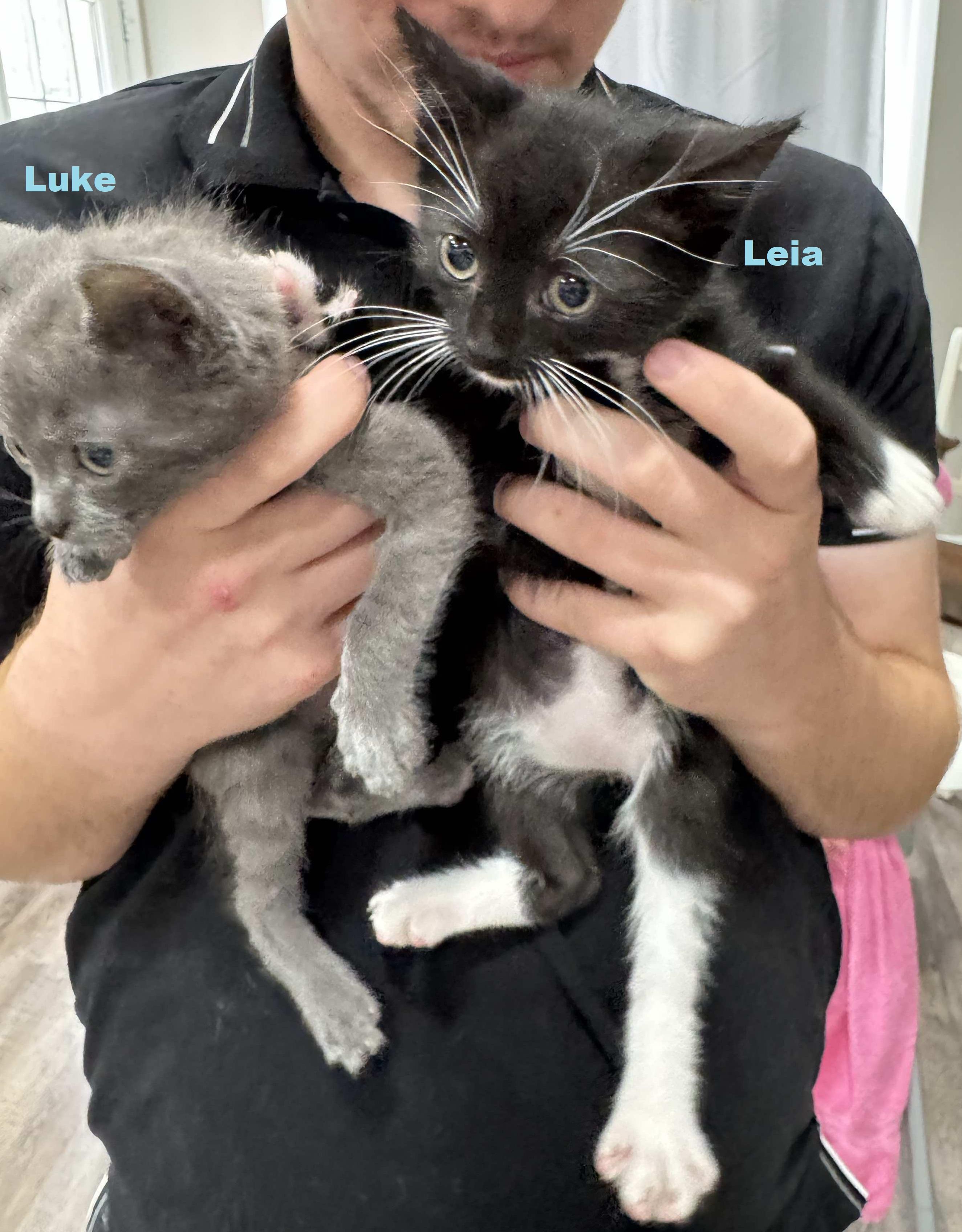 Leia (Sister of Luke)