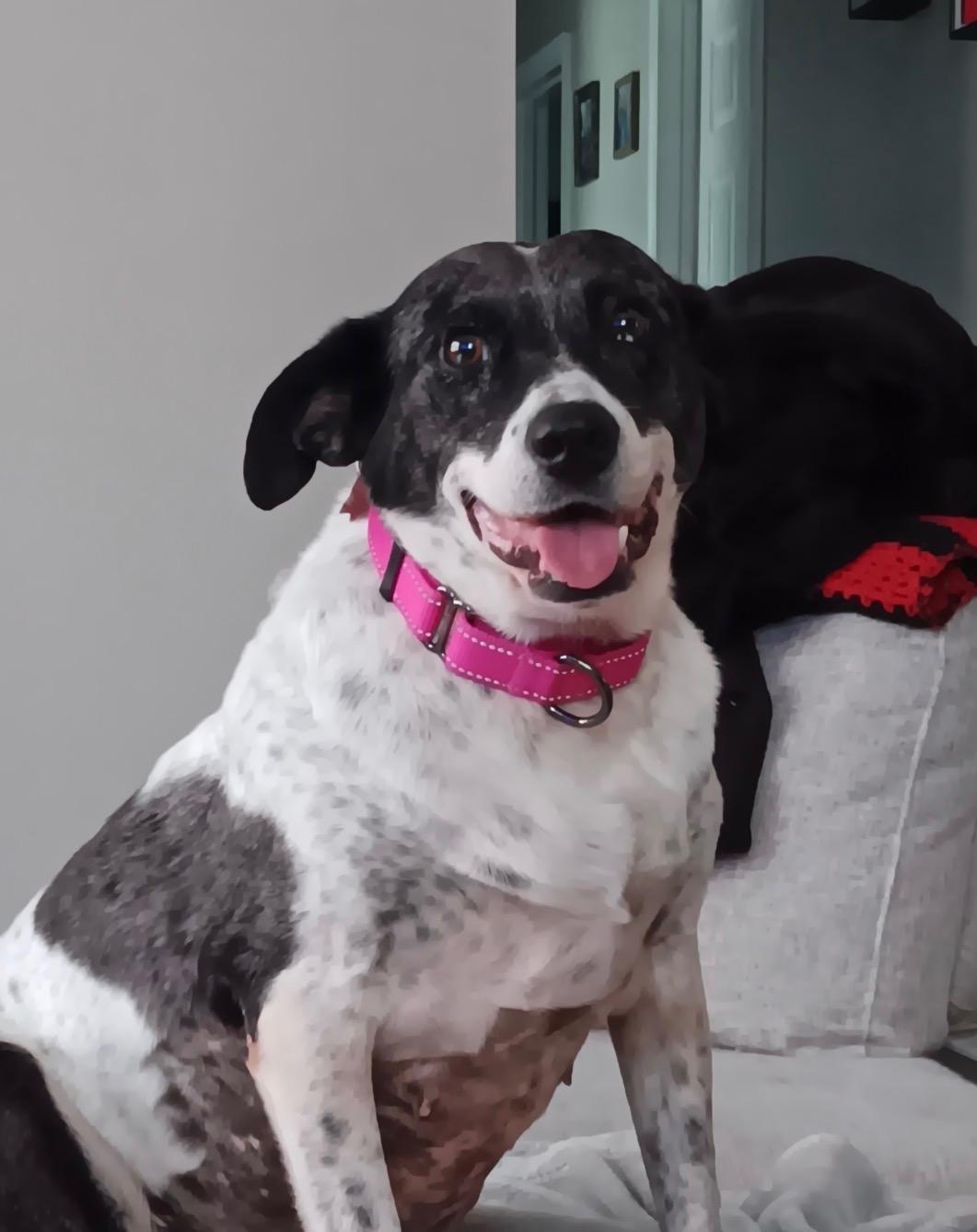Enlarge Darling Deliah, a Adoptable mixed breed in Warminster, PA image 1/6