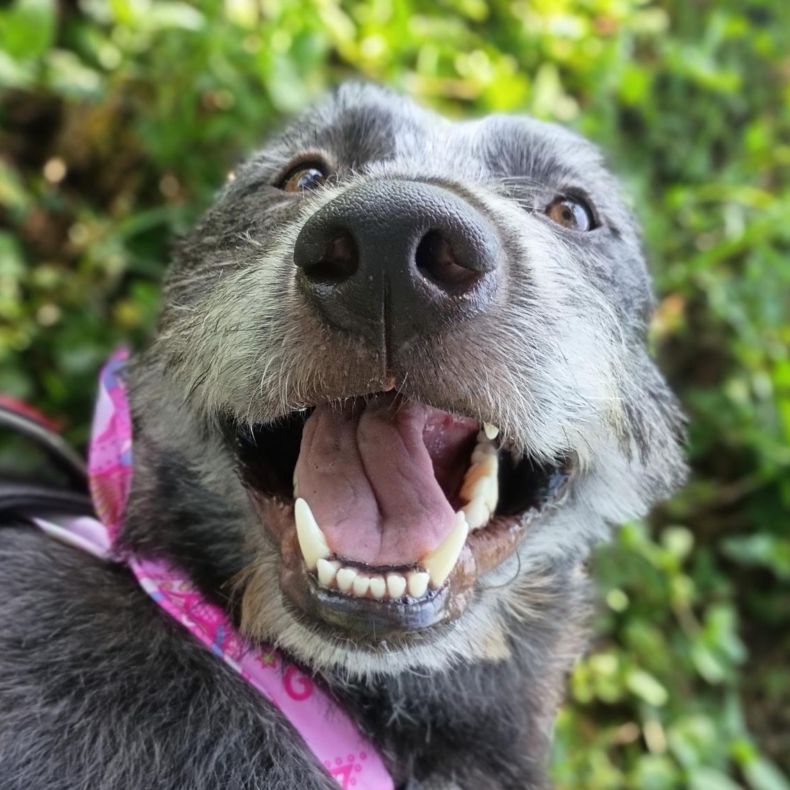 Enlarge Aggie, a Adoptable mixed breed in Lake Station, IN image 1/6