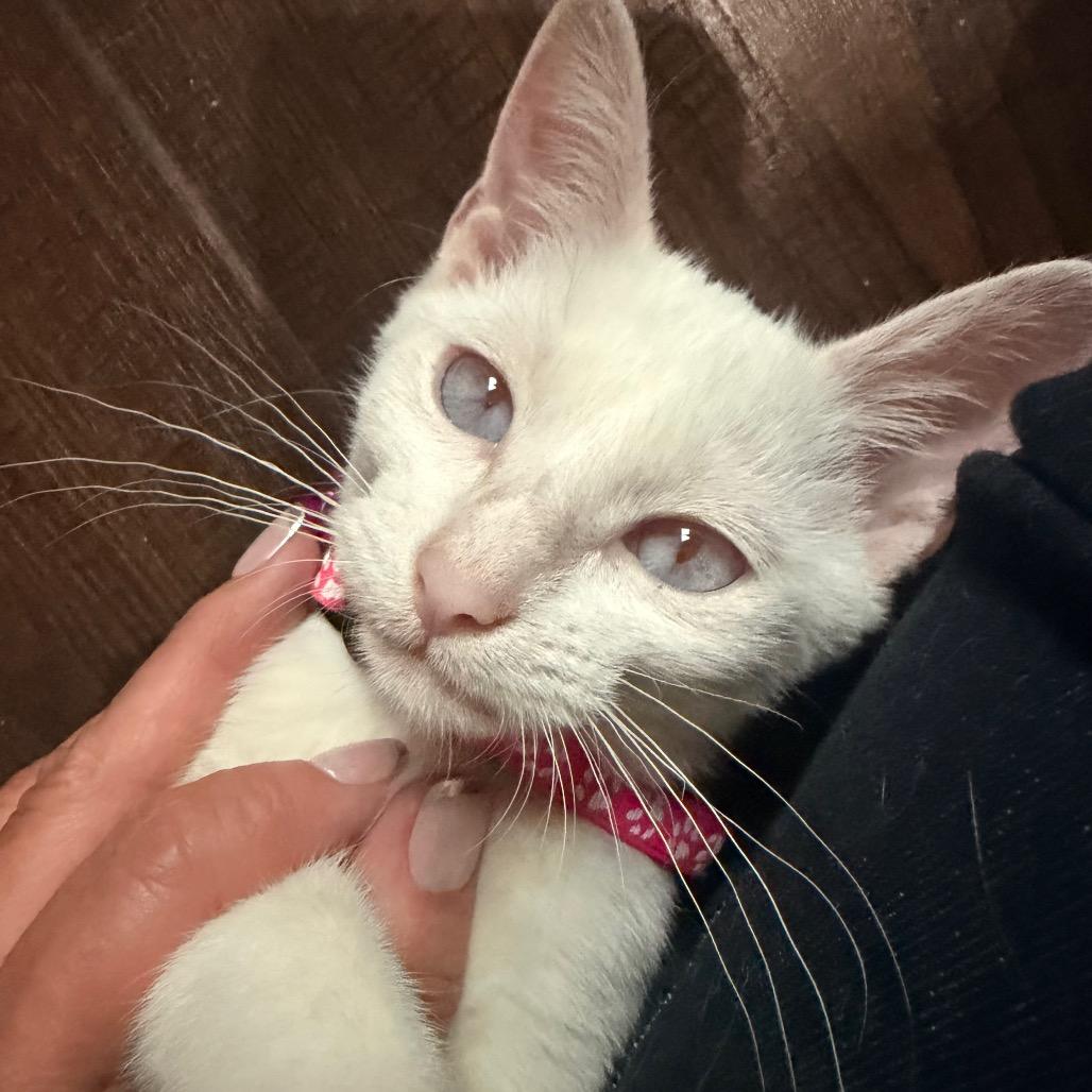 Vanessa Ives, Adoptable, Kitten Female Domestic Short Hair.