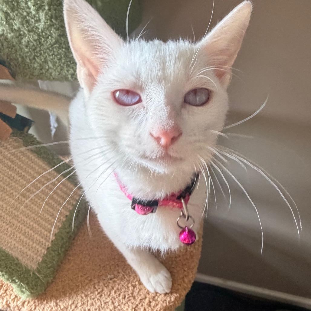 Enlarge Vanessa Ives, a Adoptable Domestic Short Hair in Chaska, MN image 2/6