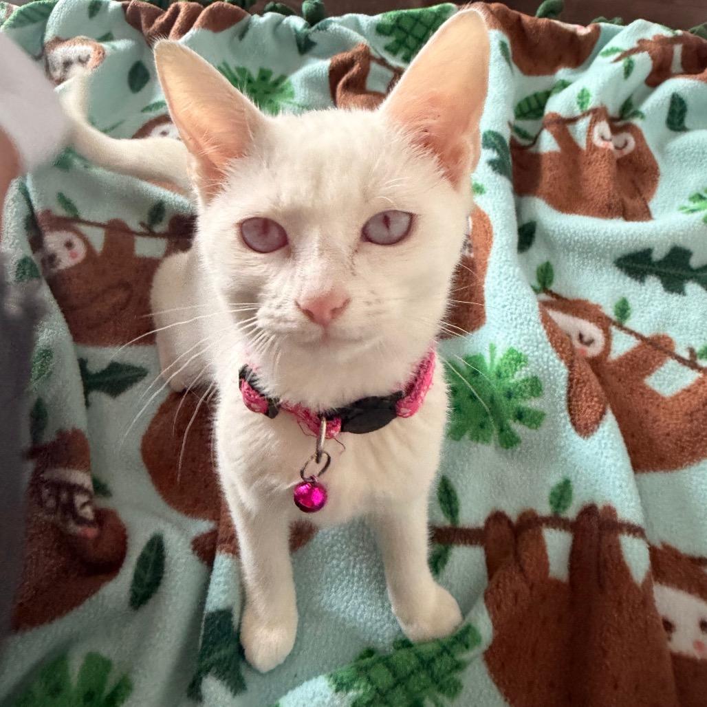 Enlarge Vanessa Ives, a Adoptable Domestic Short Hair in Chaska, MN image 3/6