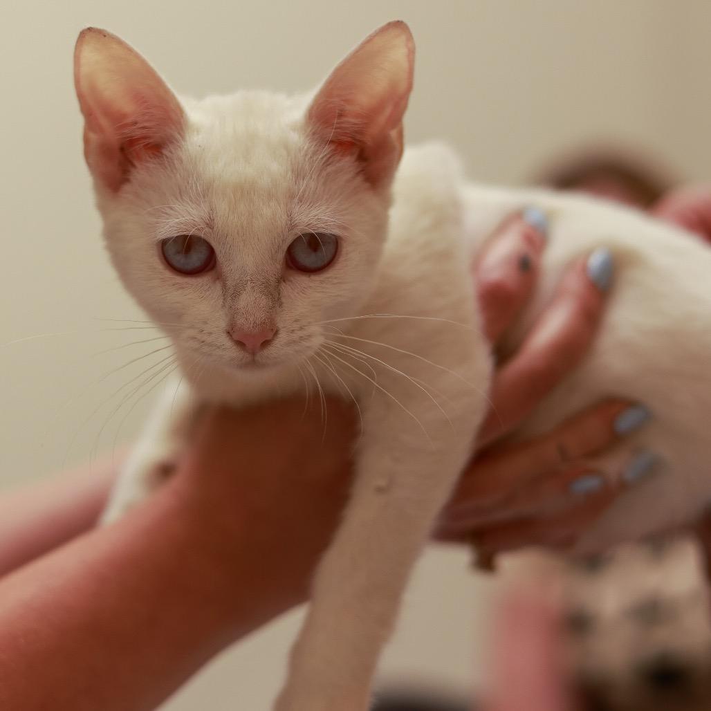 Enlarge Vanessa Ives, a Adoptable Domestic Short Hair in Chaska, MN image 4/6