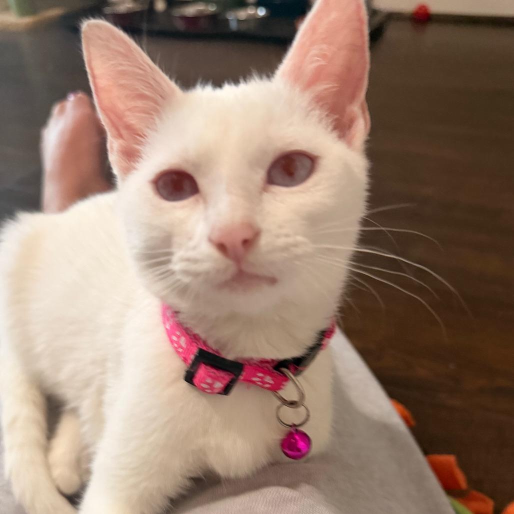 Enlarge Vanessa Ives, a Adoptable Domestic Short Hair in Chaska, MN image 5/6