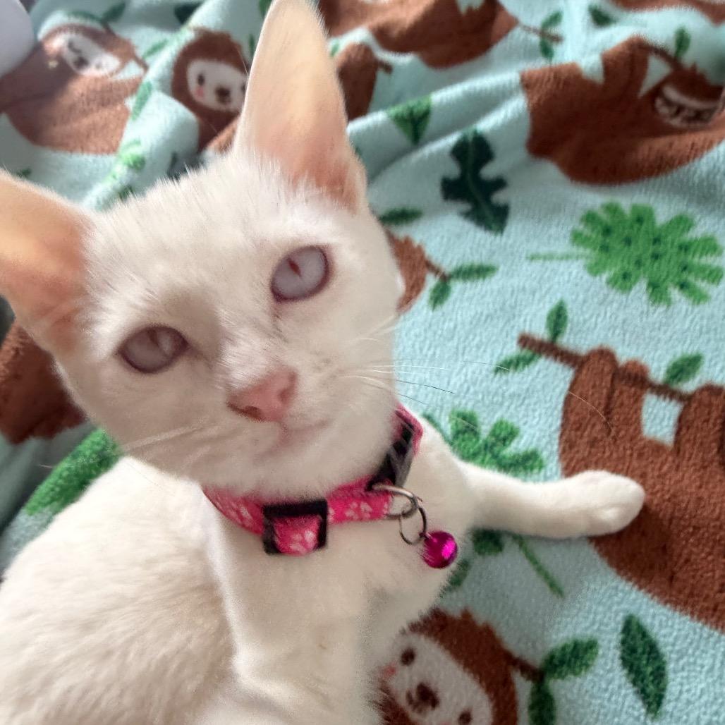 Enlarge Vanessa Ives, a Adoptable Domestic Short Hair in Chaska, MN image 6/6