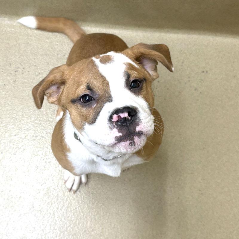 Bubba #21590, a ADOPTABLE mixed breed in Monroe, GA image 2/3