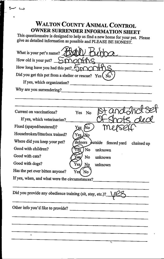 Bubba #21590, a ADOPTABLE mixed breed in Monroe, GA image 3/3