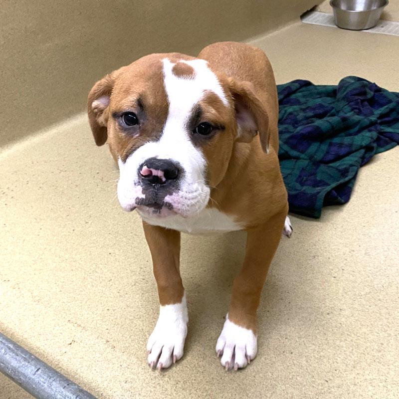 Bubba #21590, ADOPTABLE, Puppy Male Bulldog.