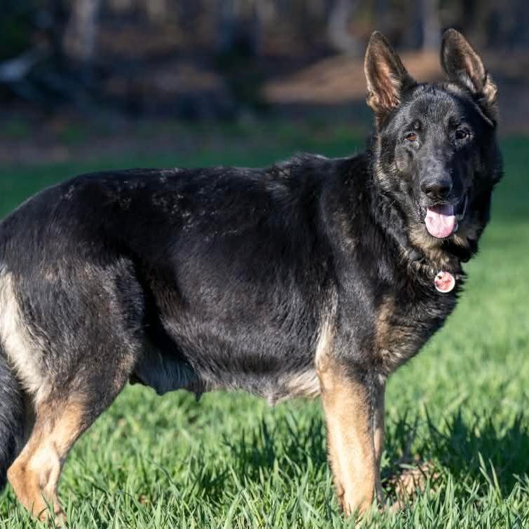 Meesha (26-134), Adoptable, Adult Female German Shepherd Dog & German Shepherd Dog.