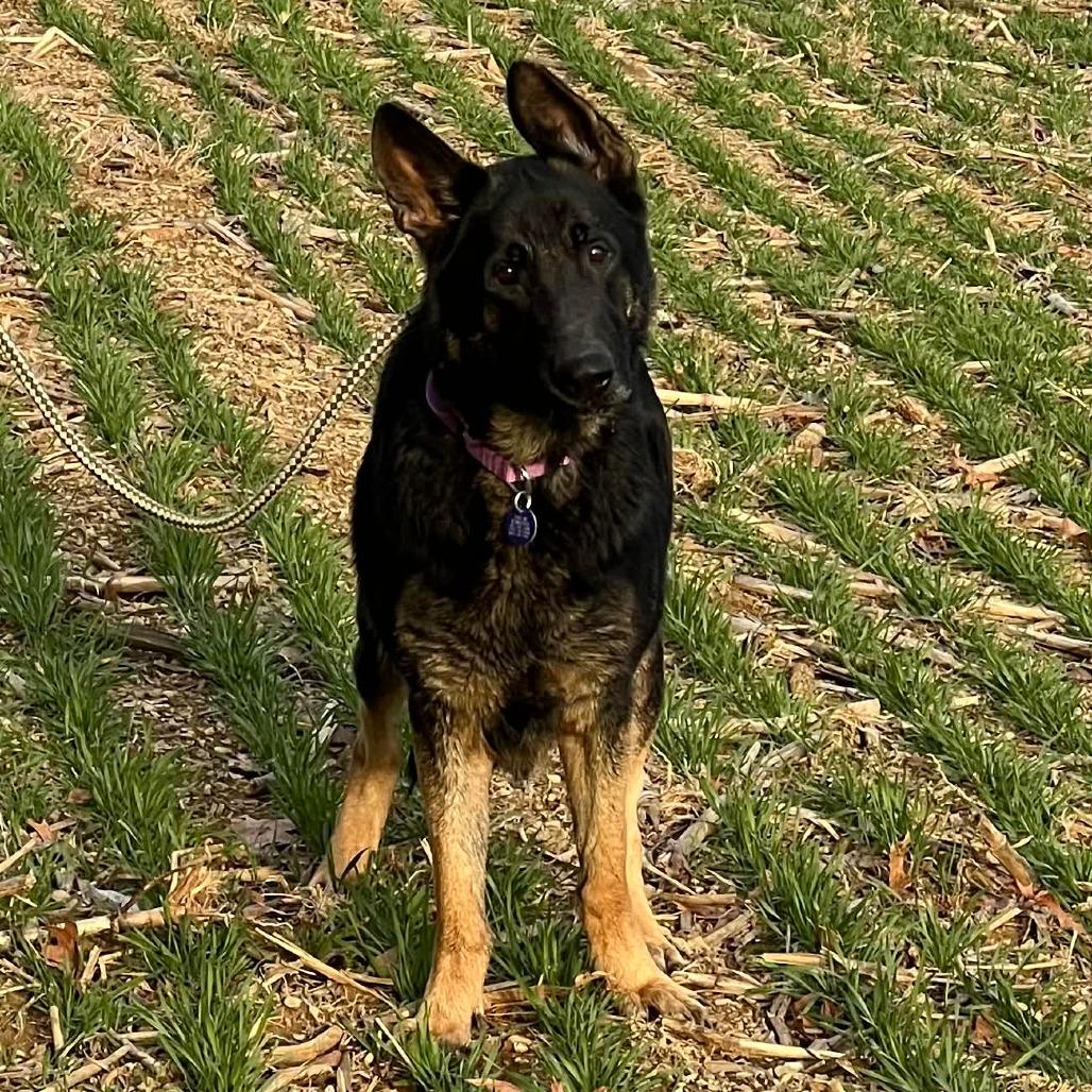 Meesha (26-134), Adoptable, Adult Female German Shepherd Dog & German Shepherd Dog.