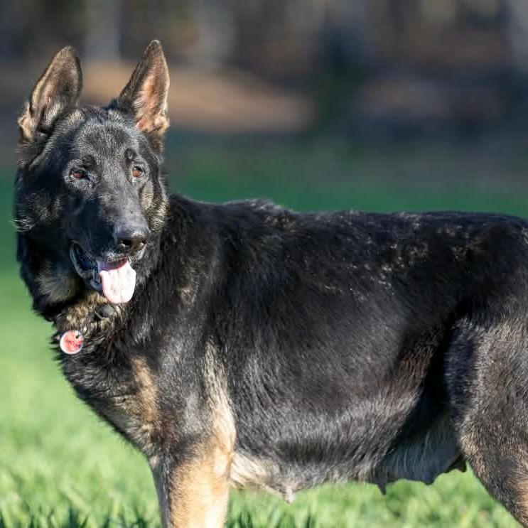 Enlarge Meesha (26-134), a Adoptable mixed breed in New Ringgold, PA image 3/6