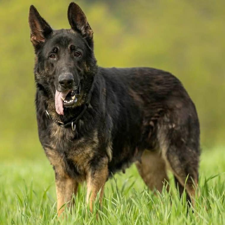 Enlarge Meesha (26-134), a Adoptable mixed breed in New Ringgold, PA image 4/6