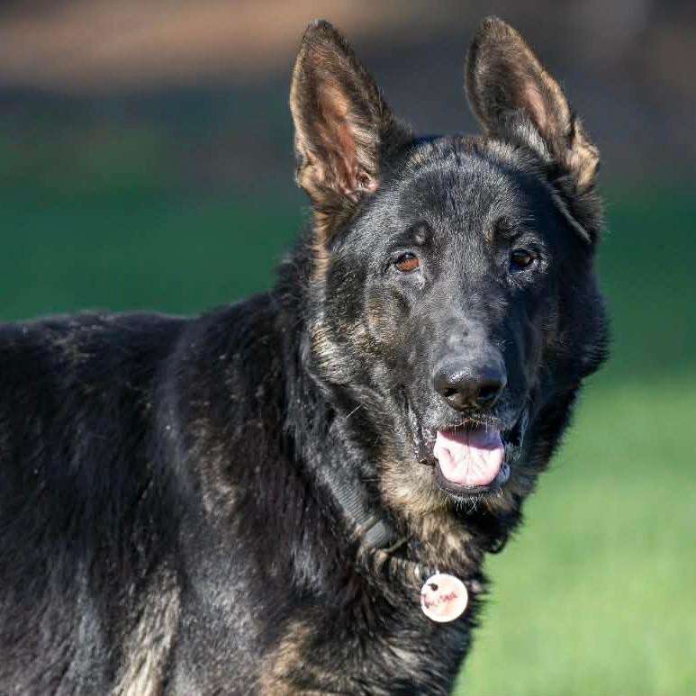 Enlarge Meesha (26-134), a Adoptable mixed breed in New Ringgold, PA image 4/6