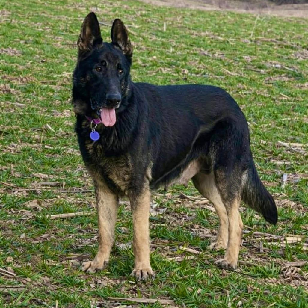 Enlarge Meesha (26-134), a Adoptable mixed breed in New Ringgold, PA image 2/3