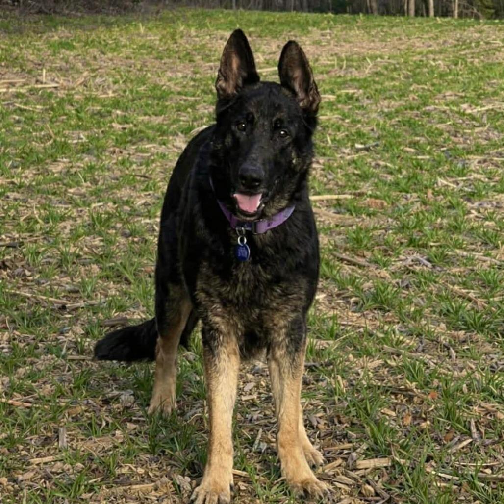 Enlarge Meesha (26-134), a Adoptable mixed breed in New Ringgold, PA image 3/3