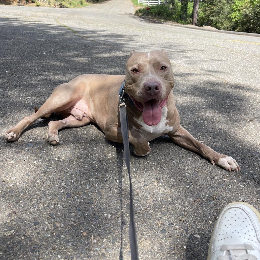 Enlarge Adidas , an adopted American Bully in Oakland, CA image 2/6