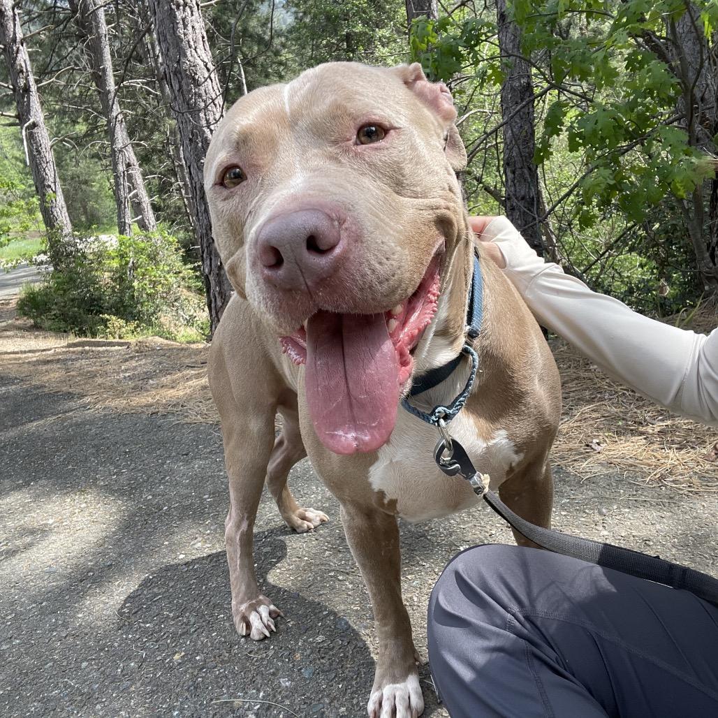 Enlarge Adidas , an adopted American Bully in Oakland, CA image 1/6