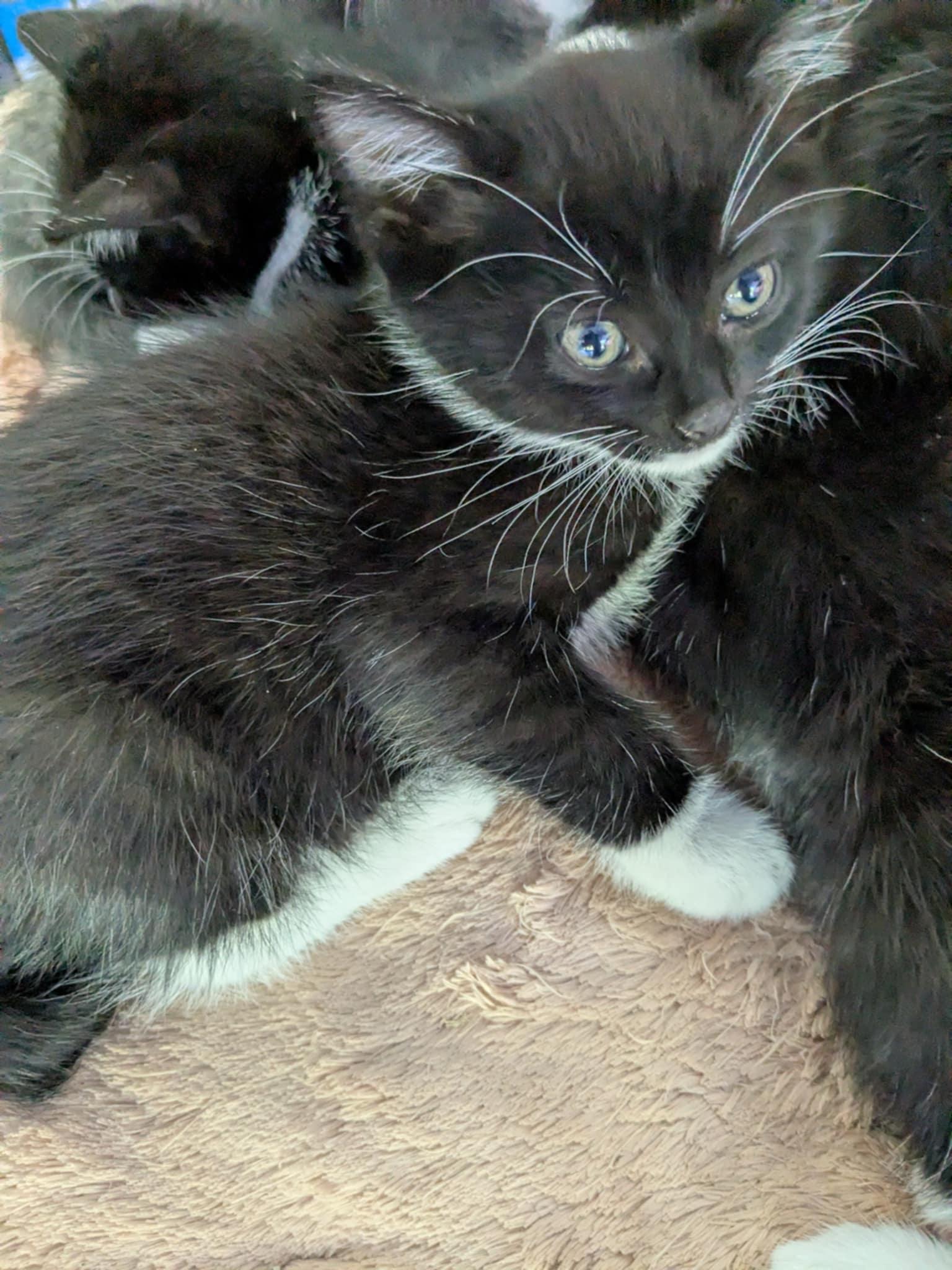 Enlarge Gwenevier, a Adopted mixed breed in Racine, WI image 1/1