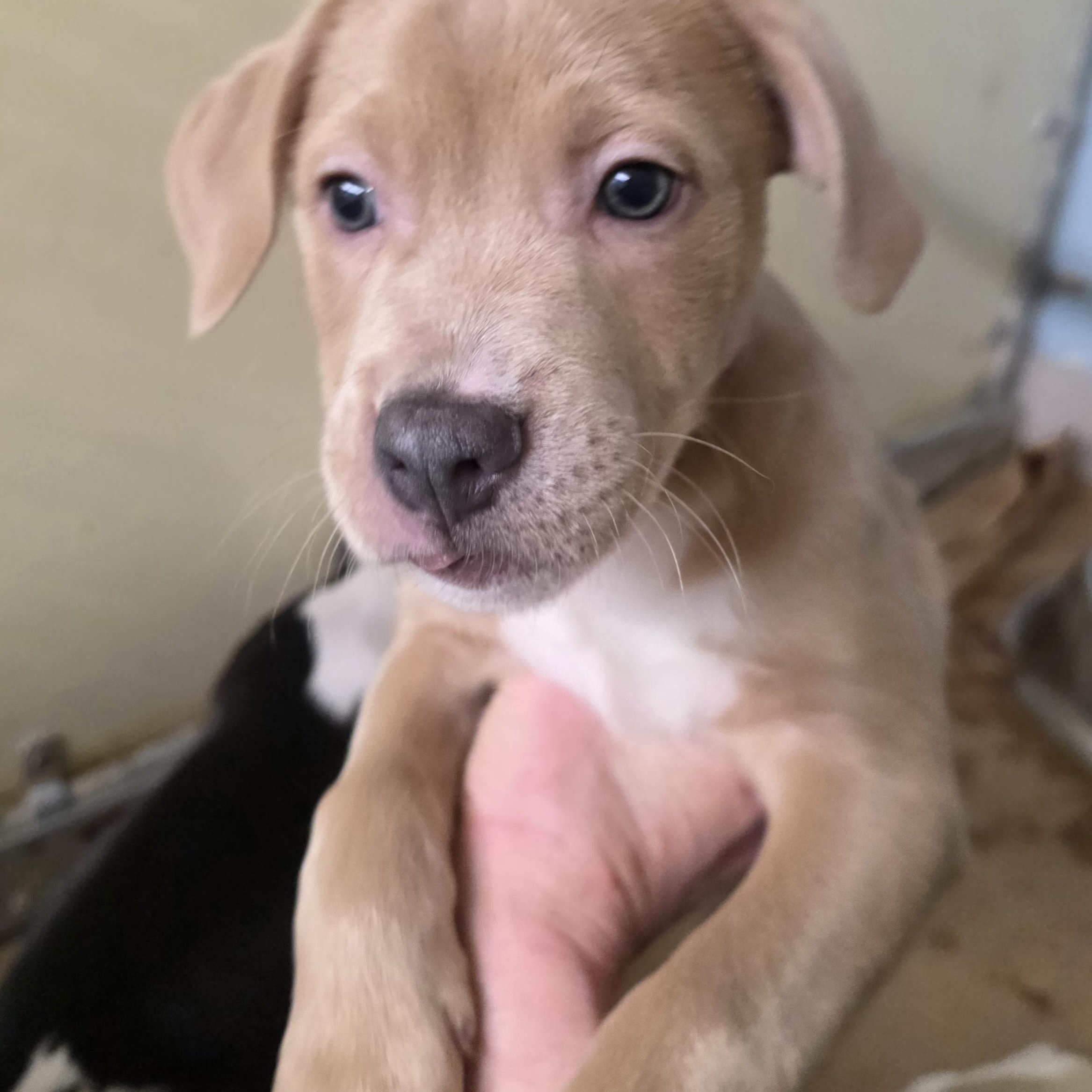 Enlarge Fern, an adopted Mixed Breed in Wayne, NJ image 2/2