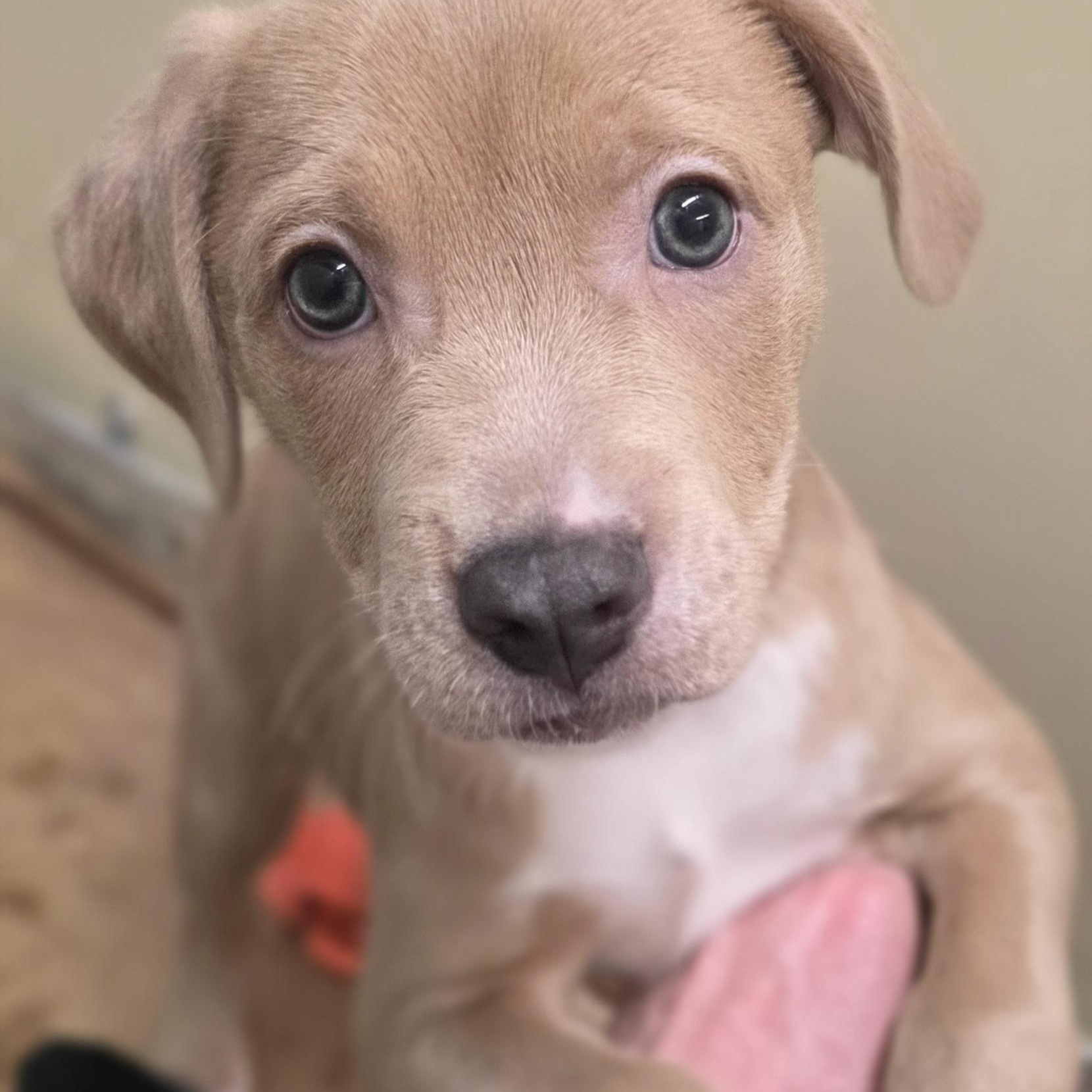 Fern, adopted, Puppy Male Mixed Breed.